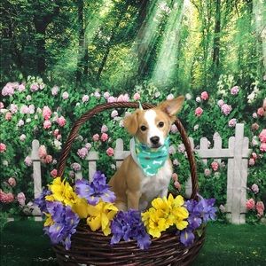 Meet your Posher, Sivia